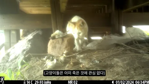 새덕후) 고양이가 새들을 학살하는 섬. 정말 심각합니다.
