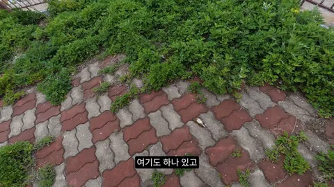 새덕후) 고양이가 새들을 학살하는 섬. 정말 심각합니다.