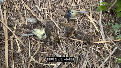새덕후) 고양이가 새들을 학살하는 섬. 정말 심각합니다.