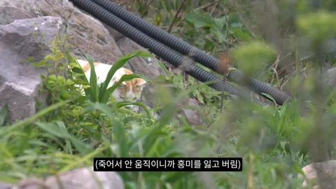 새덕후) 고양이가 새들을 학살하는 섬. 정말 심각합니다.