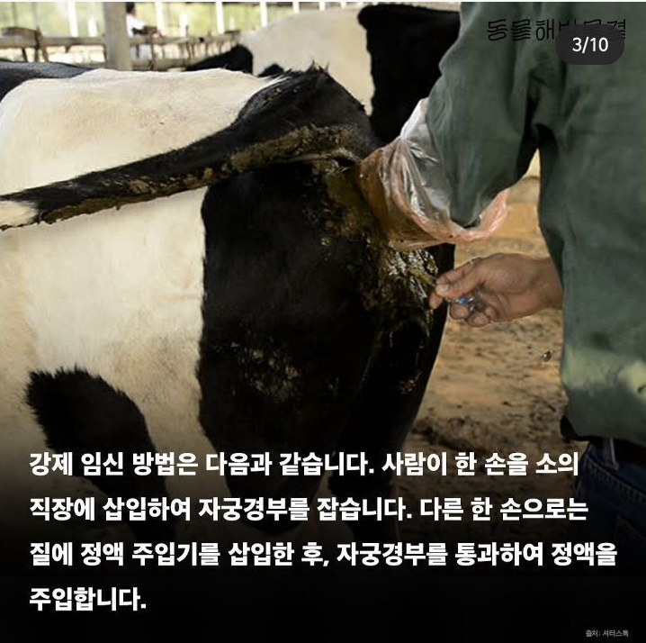 우유가 만들어지는 과정