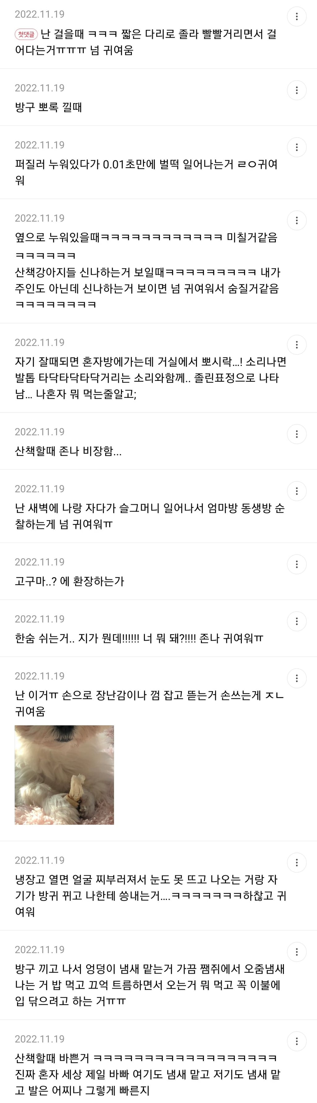 강아지 어이없게 귀여운 포인트 말해보는 달글