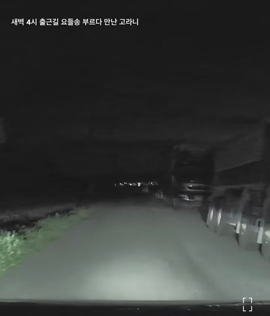 새벽 4시에 요들송 부르며 출근하다 고라니 만난 남편