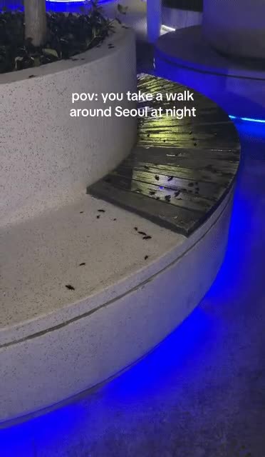 바퀴벌레로 급증 하고 있다는 서울로 근방 아파트들