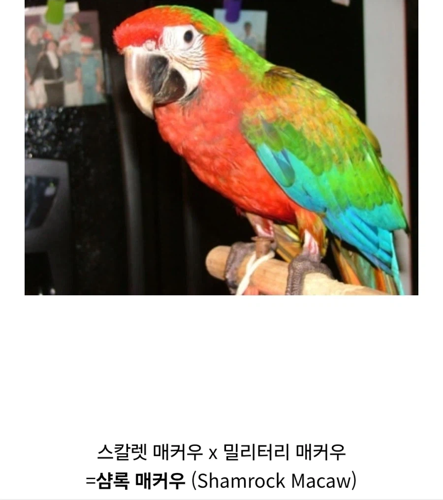 원피스) 이무가 나올 때마다 같이 나오는 나비가 뭔지 알고 있음?