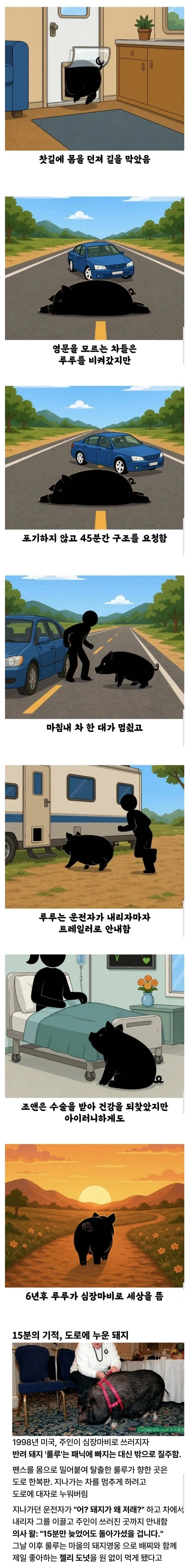돼지 덕분에 살아난 여자......jpg
