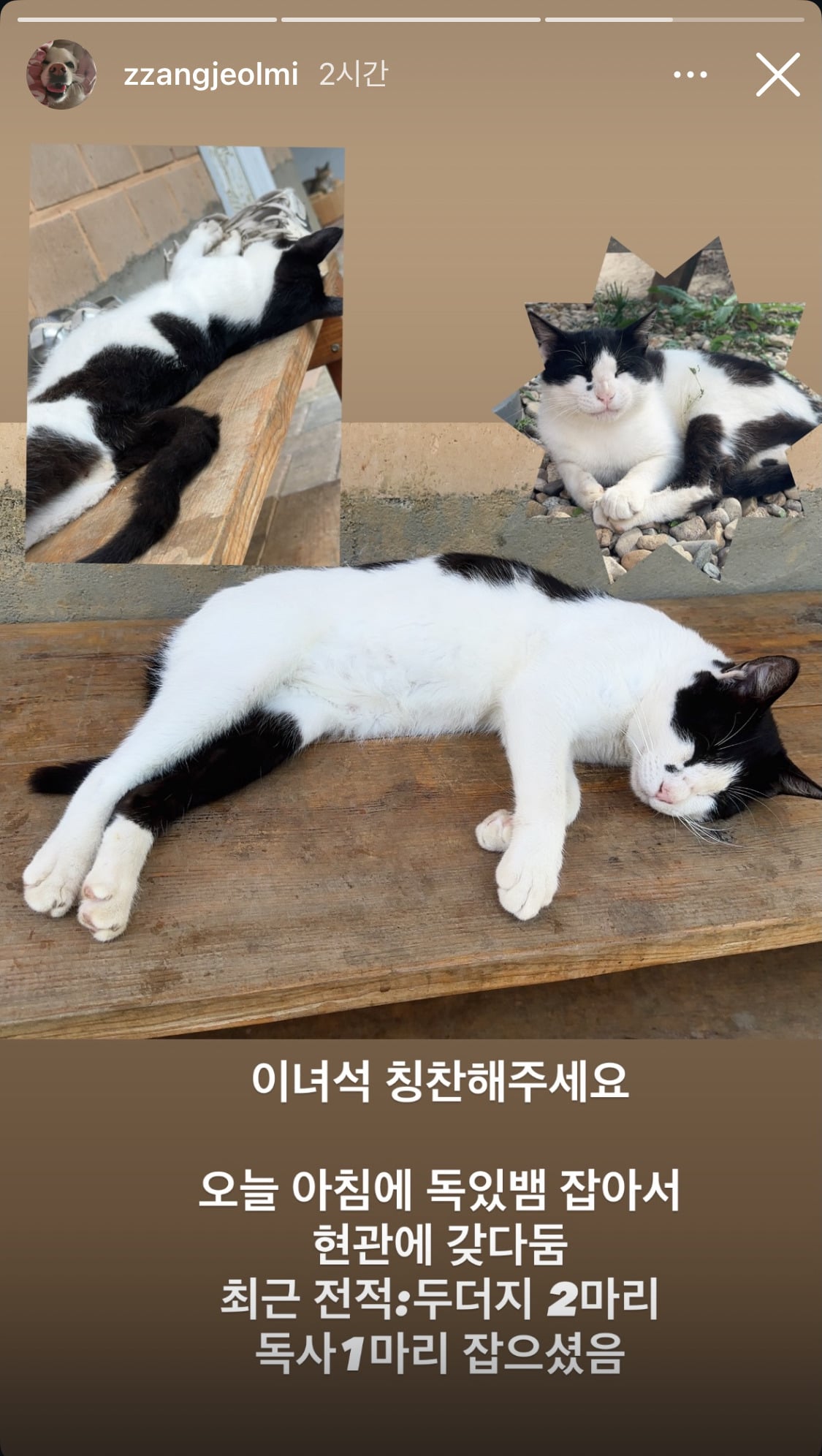 짱절미네 고양이 근황