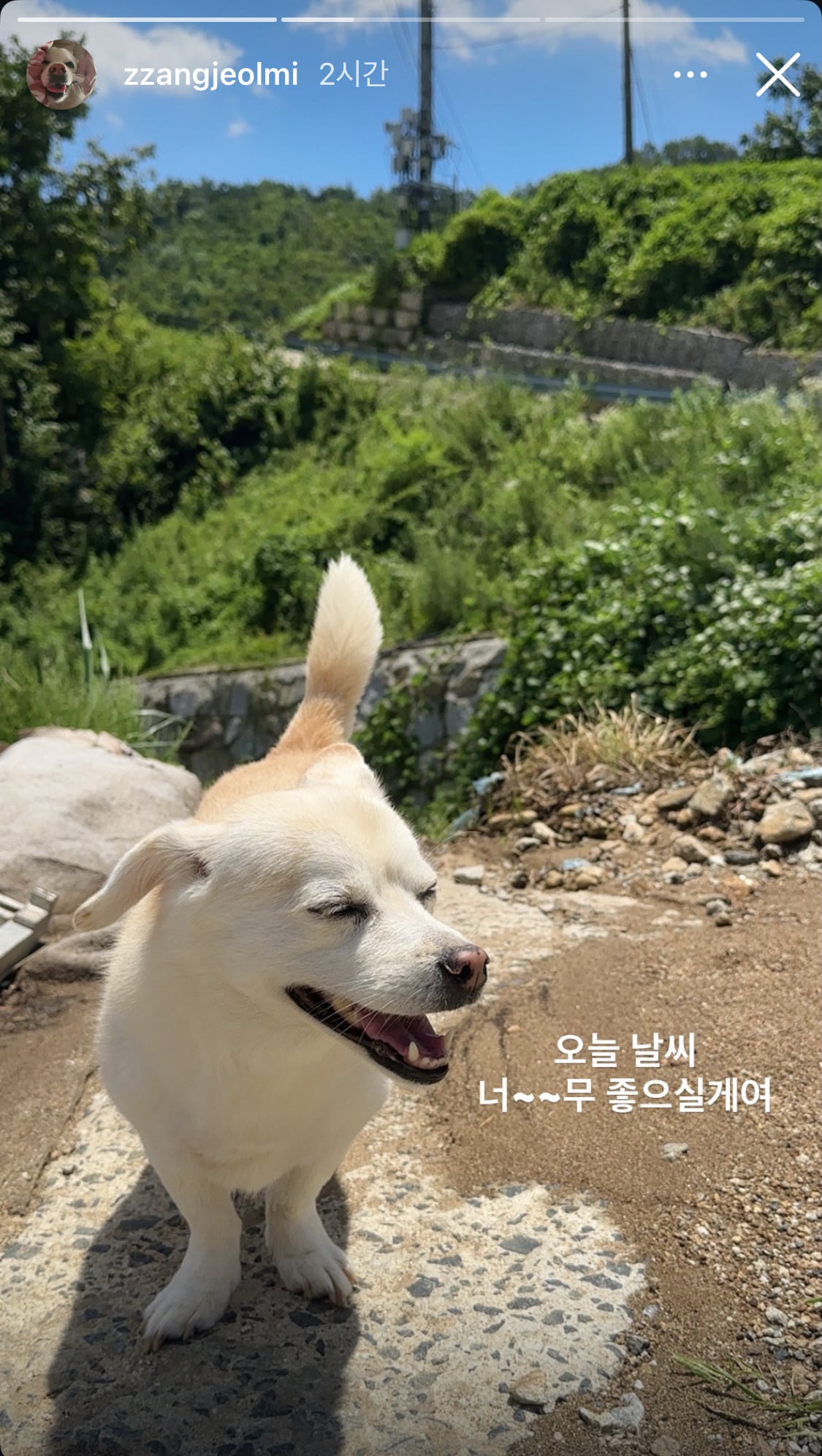 짱절미네 고양이 근황