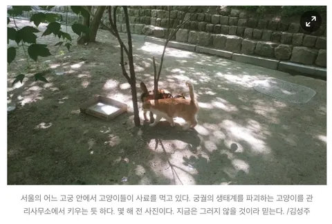 캣맘금지법) 여성경제신문의 따끈따끈(?)한 새덕후 지지 기사