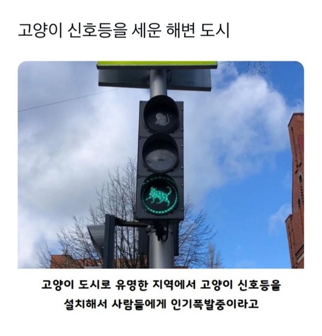 '남다른 동물 사랑'…고양이 전용 신호등 도입한 도시