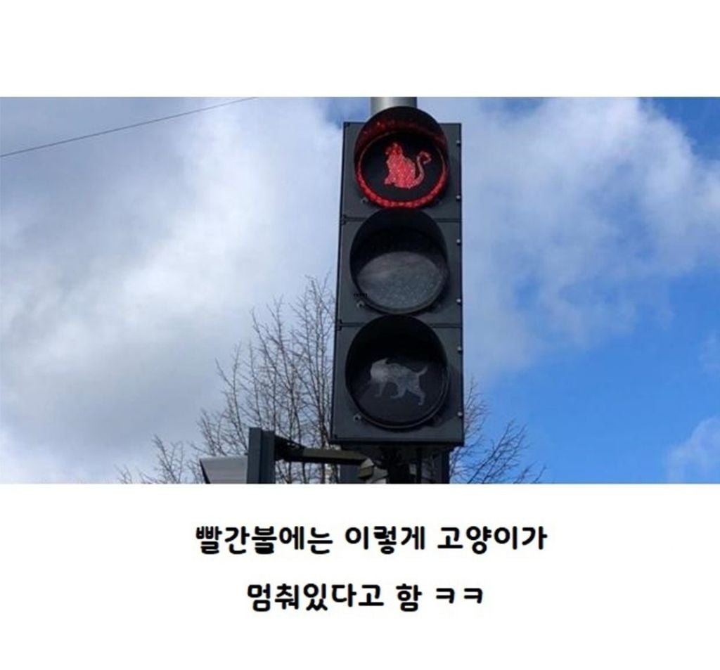 '남다른 동물 사랑'…고양이 전용 신호등 도입한 도시