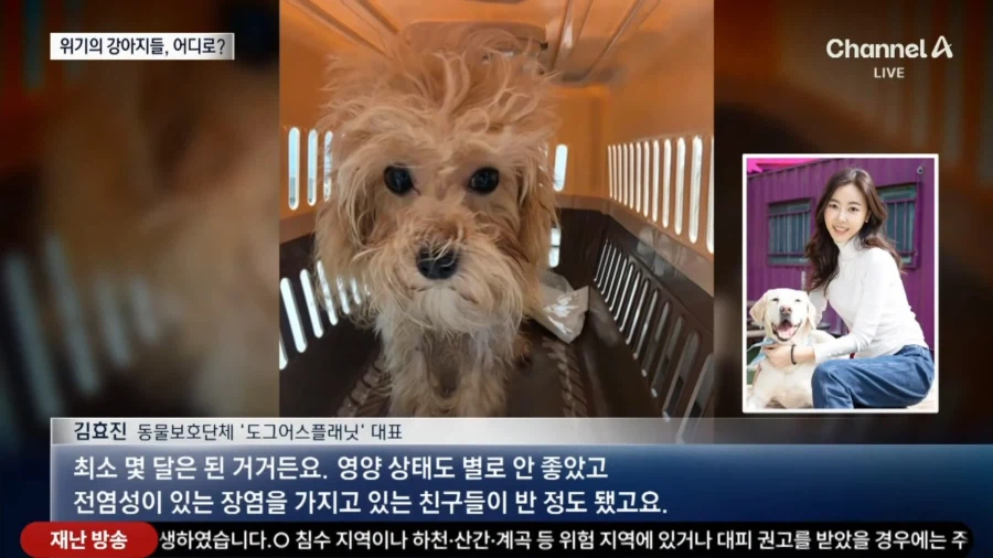 (기사 틀린듯)홈플러스 댕댕이들 방치됨 ㅠㅜ