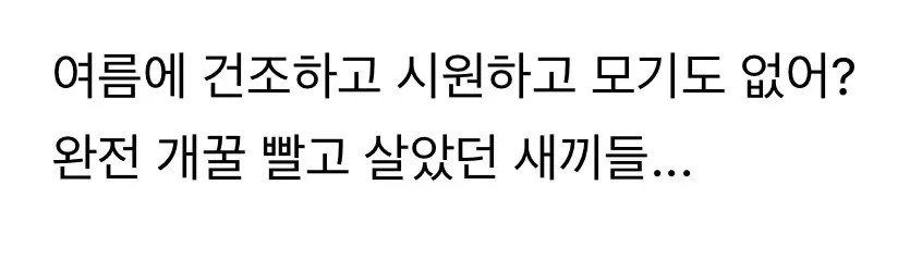 유럽 건물에 방충망이 없는 이유 .jpg