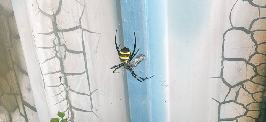 약혐)마당에서 엄청큰 무당거미 봤네요