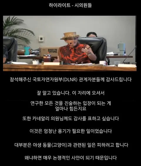 하와이 고양이 근황 feat. 의회