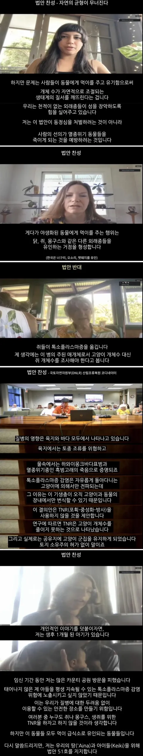 하와이 고양이 근황 feat. 의회