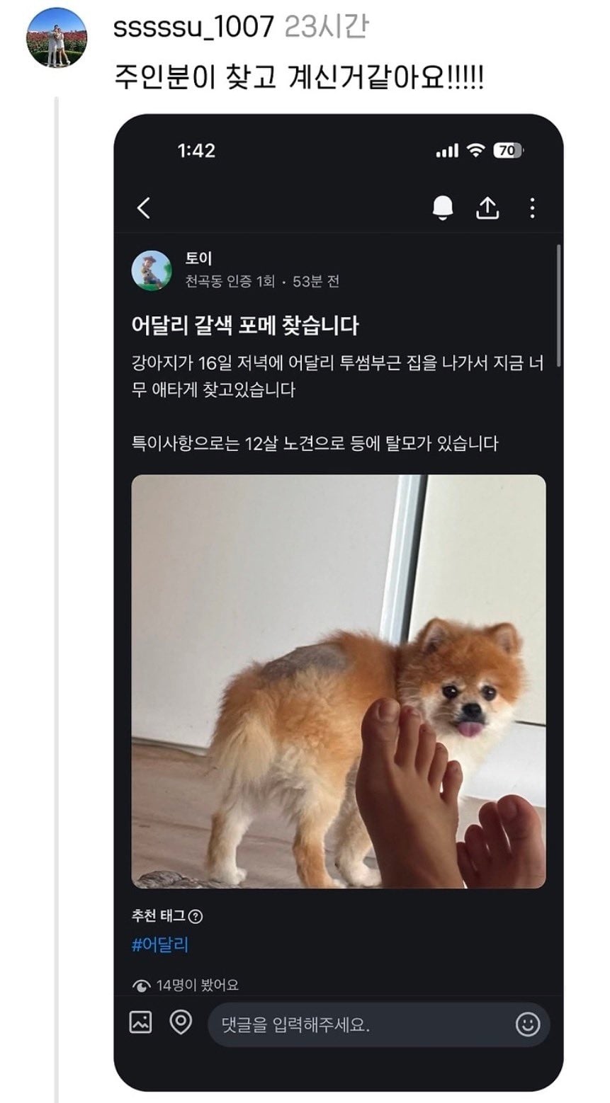 유기된 포메 발견했는데 임보해주실 분 있을까요?