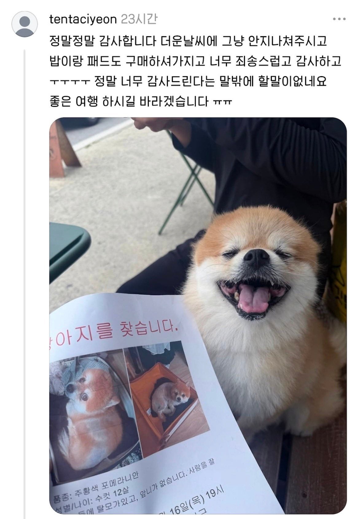 유기된 포메 발견했는데 임보해주실 분 있을까요?