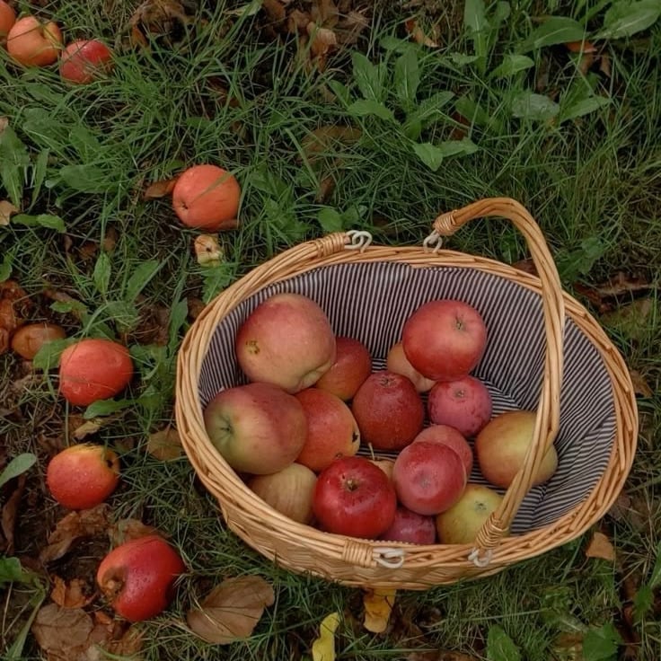 🍁 가을만 되면 미국인들이 환장하고 찾는 드라마 🍂🧡