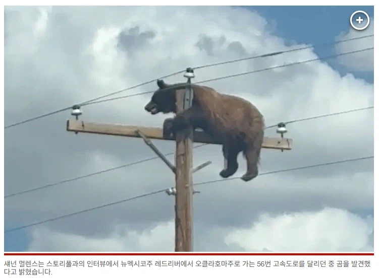 미국에서 전봇대 위에 올라간 곰, 결국 사망