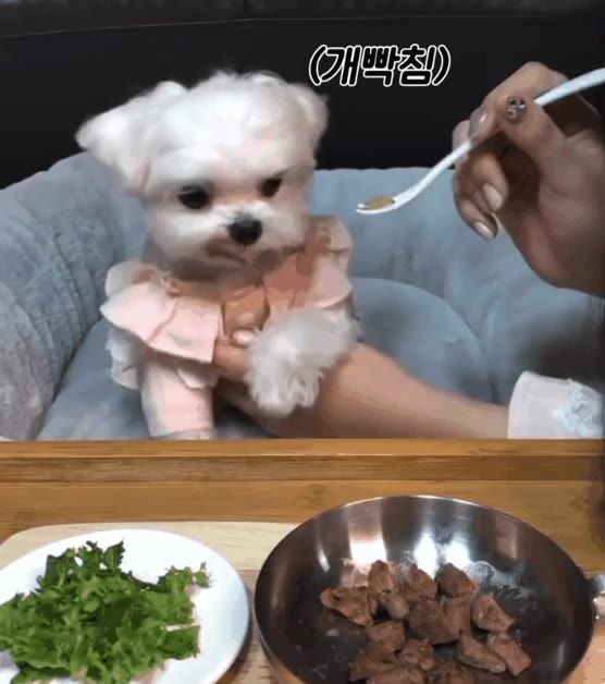 강아지에게 고기를 주는 척 하며 야채를 먹였더니...