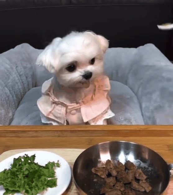 강아지에게 고기를 주는 척 하며 야채를 먹였더니...