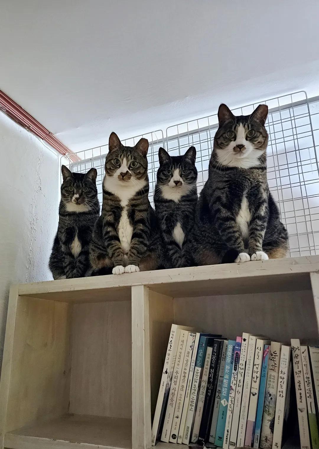 ctrl+v고등어 가족을 키우는 냥집사😽