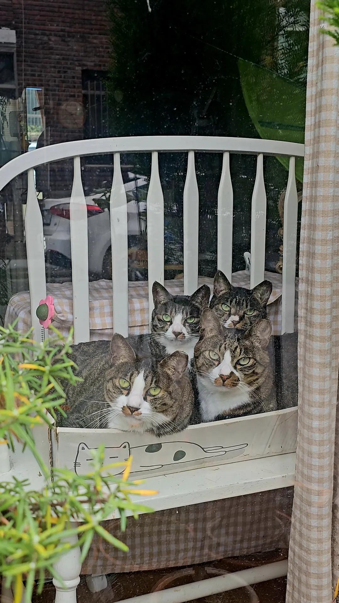 ctrl+v고등어 가족을 키우는 냥집사😽