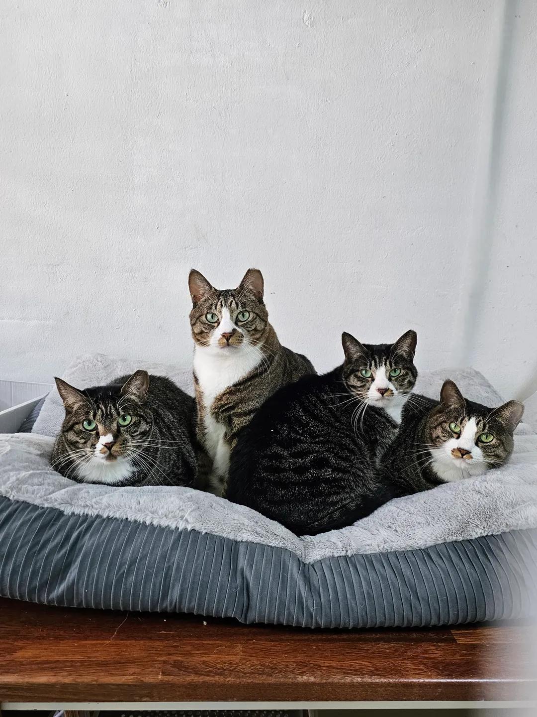 ctrl+v고등어 가족을 키우는 냥집사😽