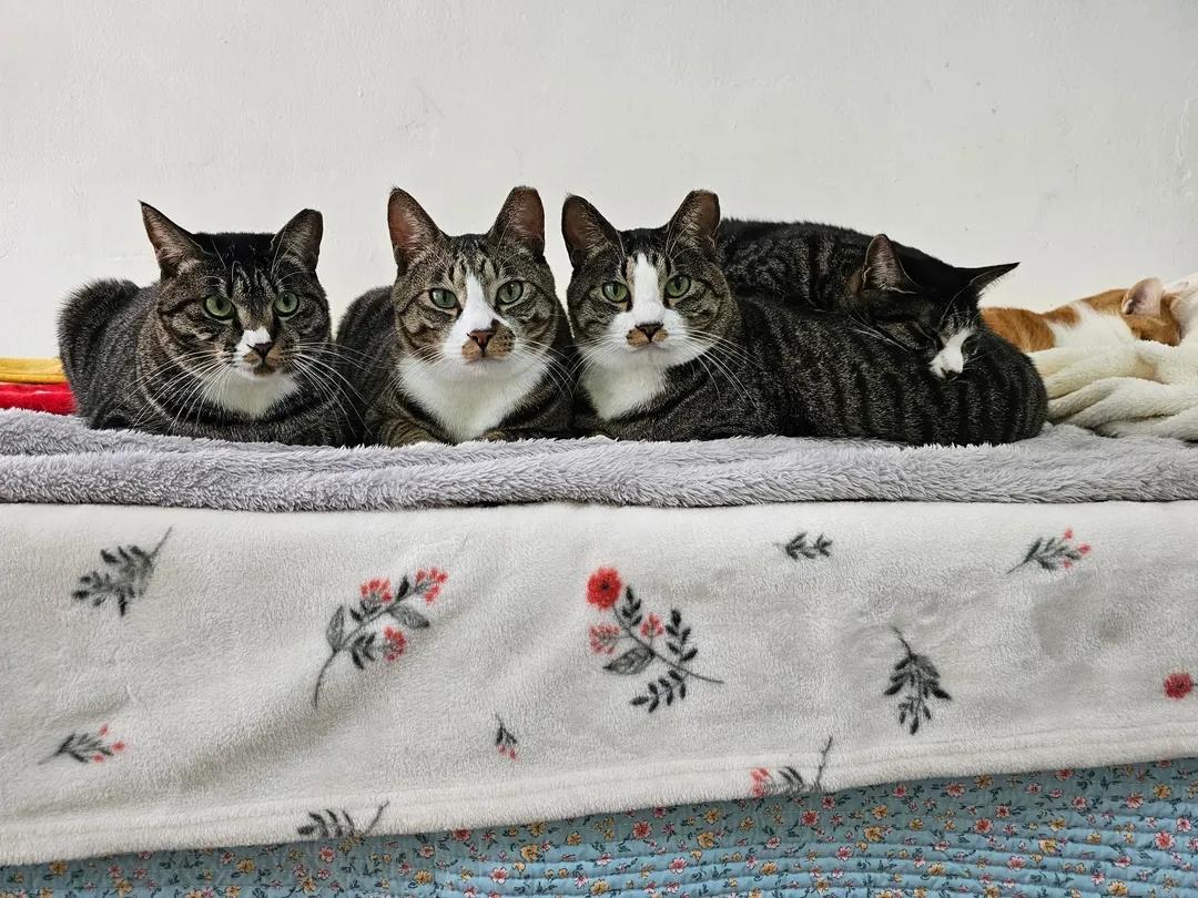 ctrl+v고등어 가족을 키우는 냥집사😽