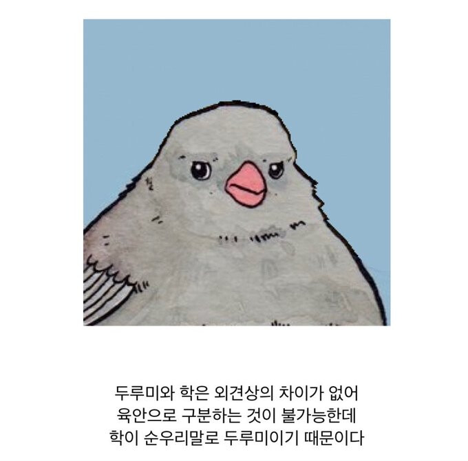 두루미와 학 구분하는 방법..jpg
