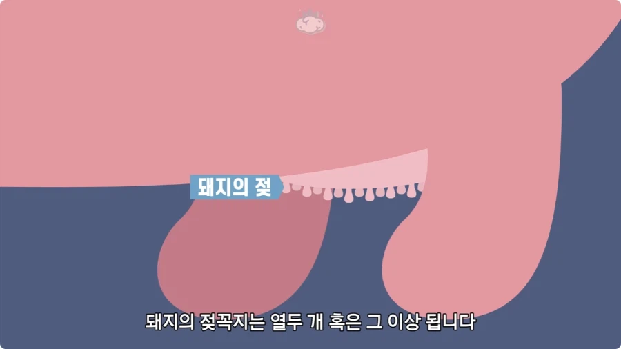 돼지젖으로 만든 우유가 없는 이유.jpg