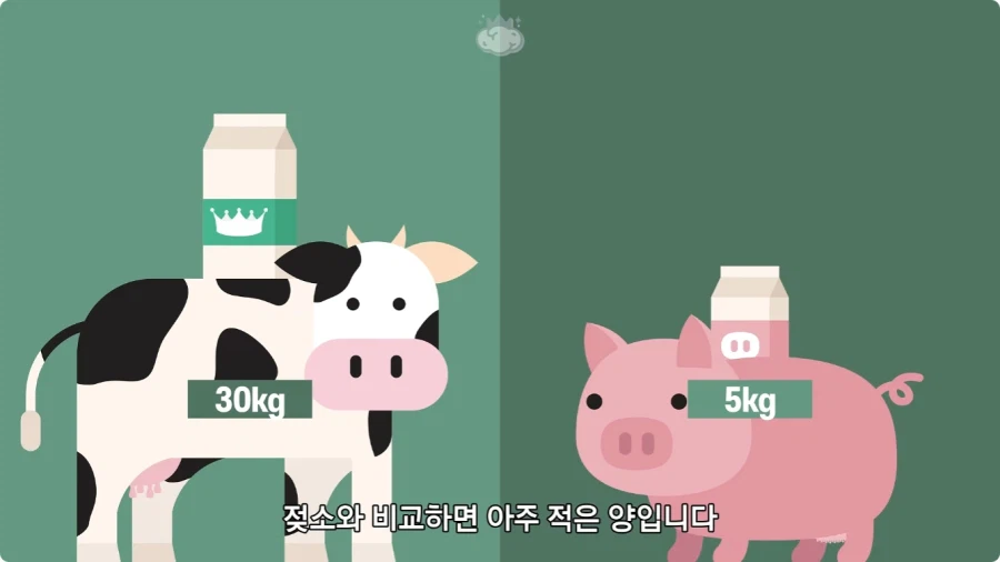 돼지젖으로 만든 우유가 없는 이유.jpg