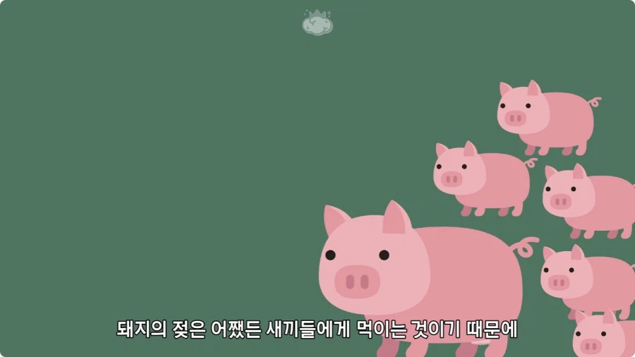 돼지젖으로 만든 우유가 없는 이유.jpg