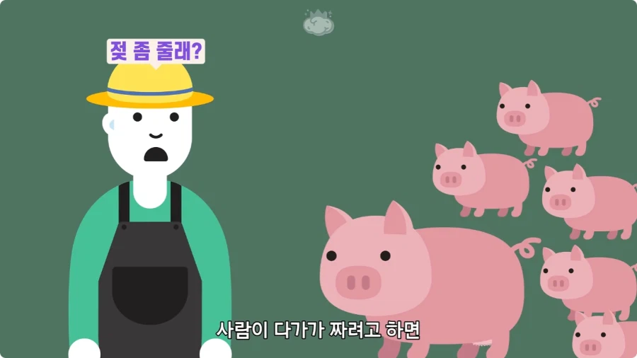 돼지젖으로 만든 우유가 없는 이유.jpg