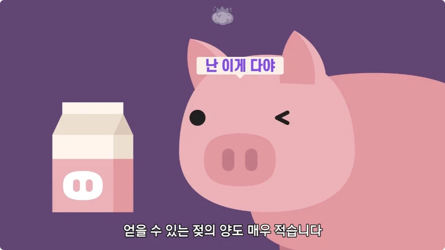 돼지젖으로 만든 우유가 없는 이유.jpg
