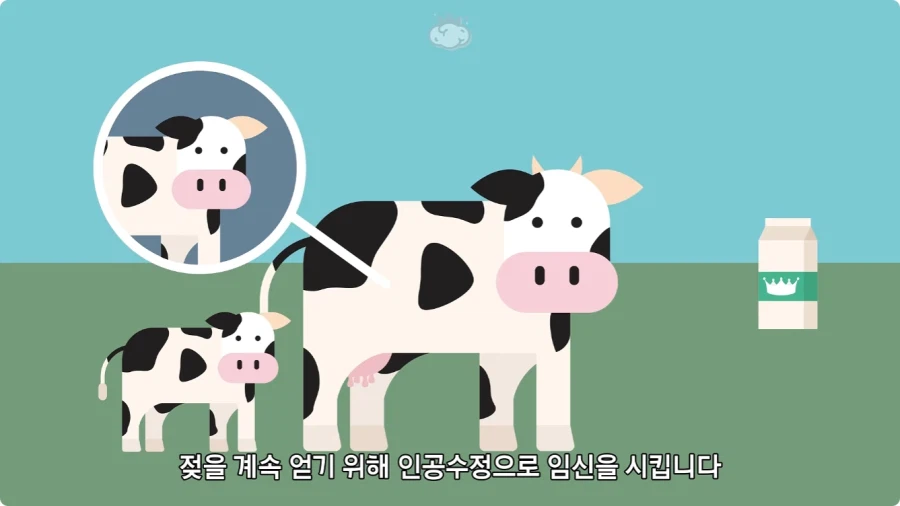 돼지젖으로 만든 우유가 없는 이유.jpg