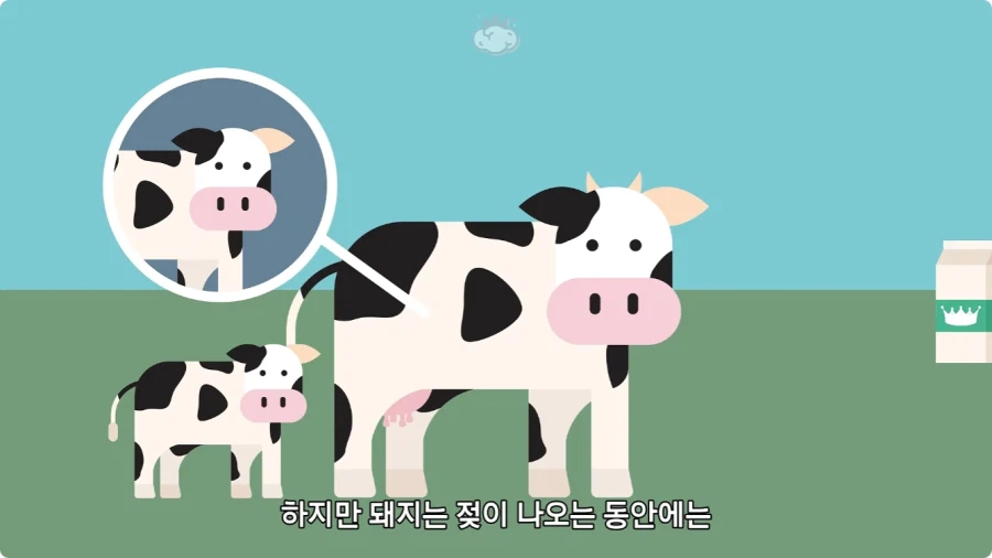 돼지젖으로 만든 우유가 없는 이유.jpg