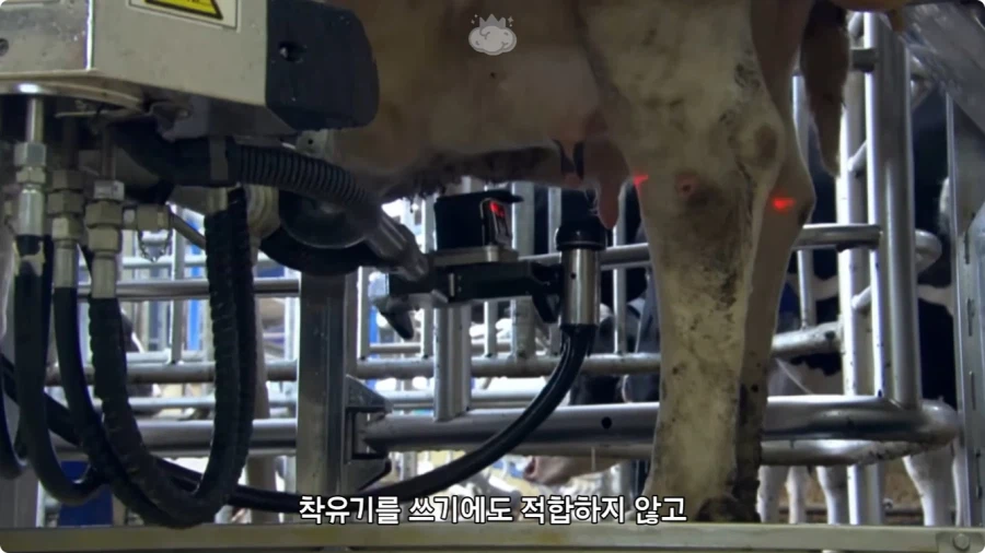 돼지젖으로 만든 우유가 없는 이유.jpg