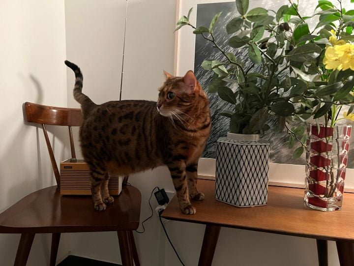 조승우가 꾸민 감각적인 고양이 집
