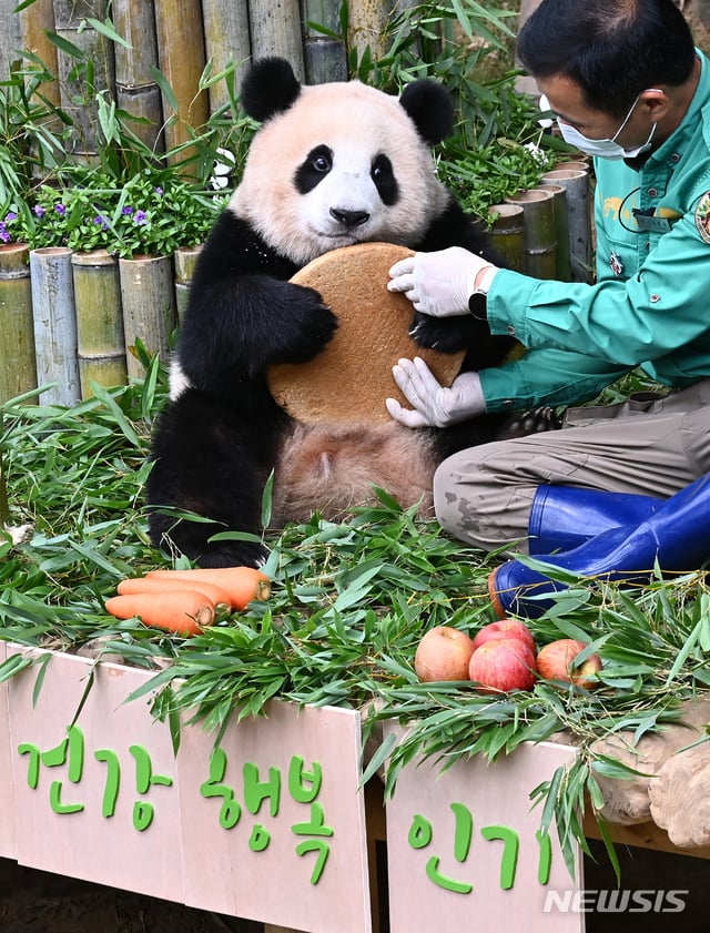 충격적인 오늘 푸바오의 6살 생일 풍경..