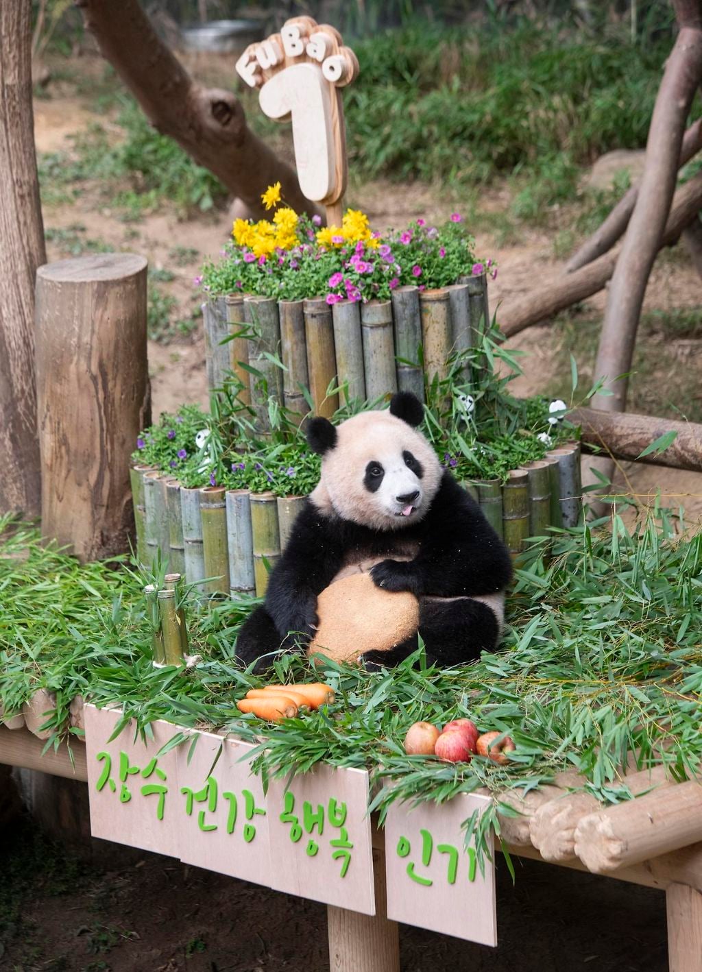 충격적인 오늘 푸바오의 6살 생일 풍경..