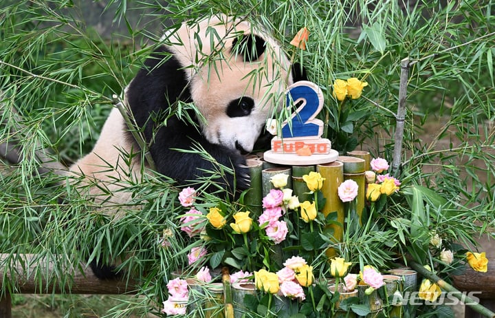 충격적인 오늘 푸바오의 6살 생일 풍경..