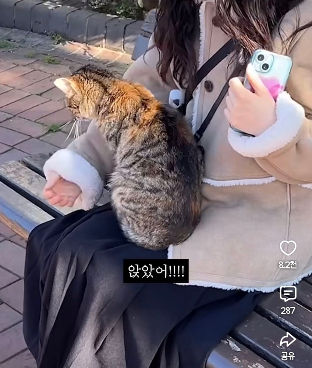 무릎냥이가 항시대기중인 튀르키예