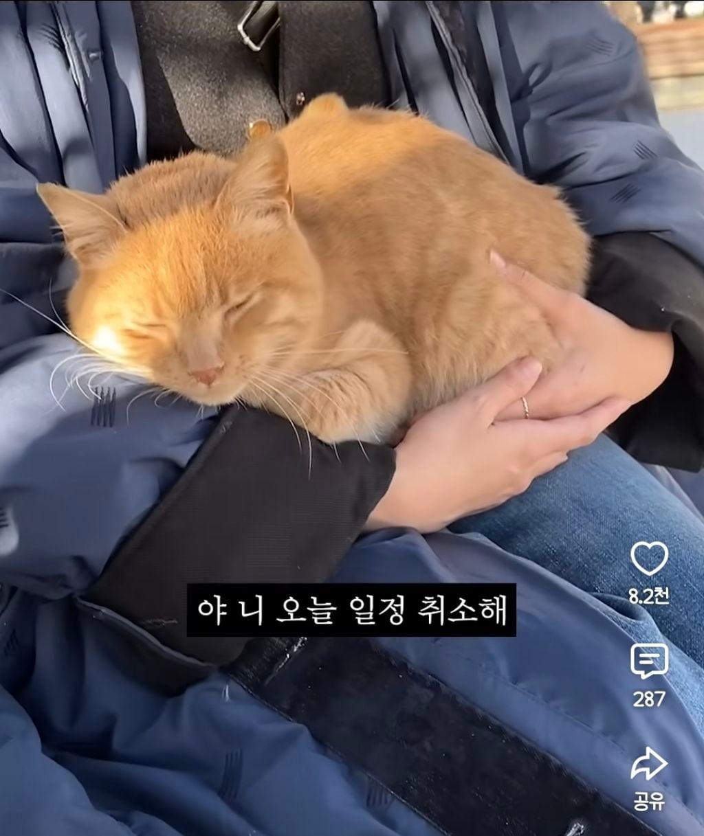 무릎냥이가 항시대기중인 튀르키예