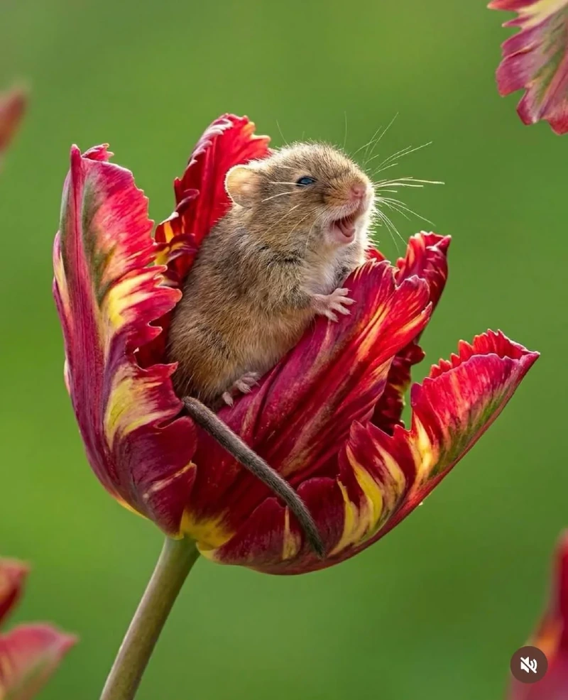 작은 꼬마 들쥐들이 찾았던 잠자리