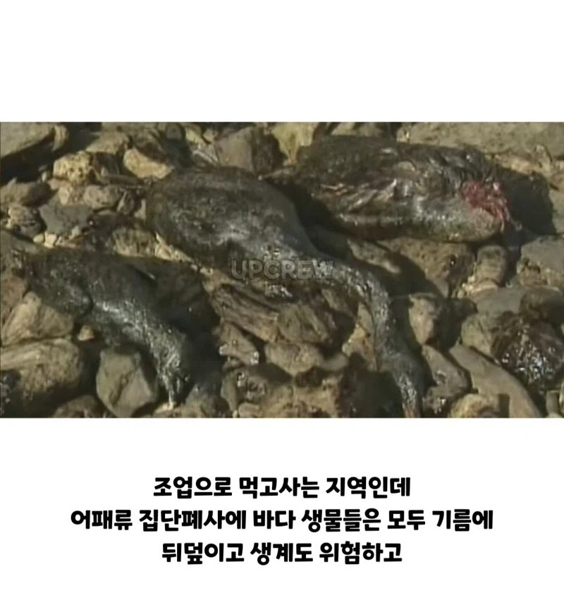 ??? : 한국인들아 느그 그거 복구 20년 걸린다