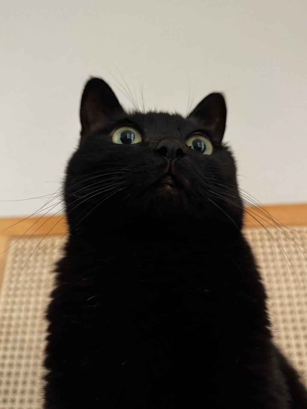우리집 괭이 귀여운점(+사진추가)