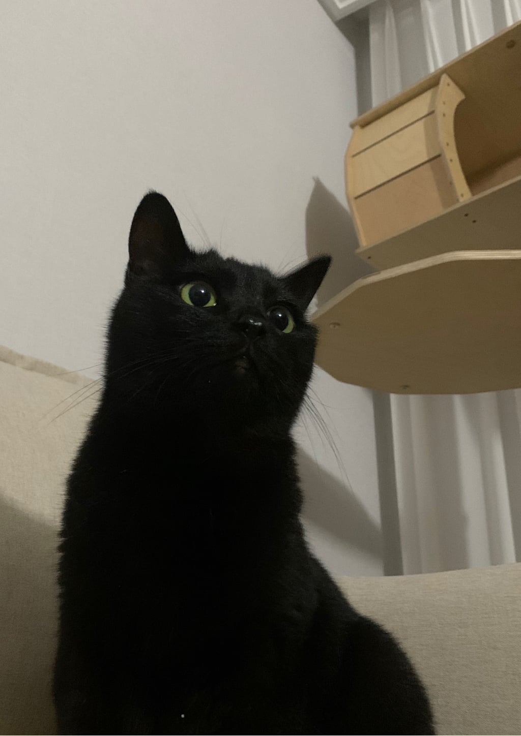 우리집 괭이 귀여운점(+사진추가)