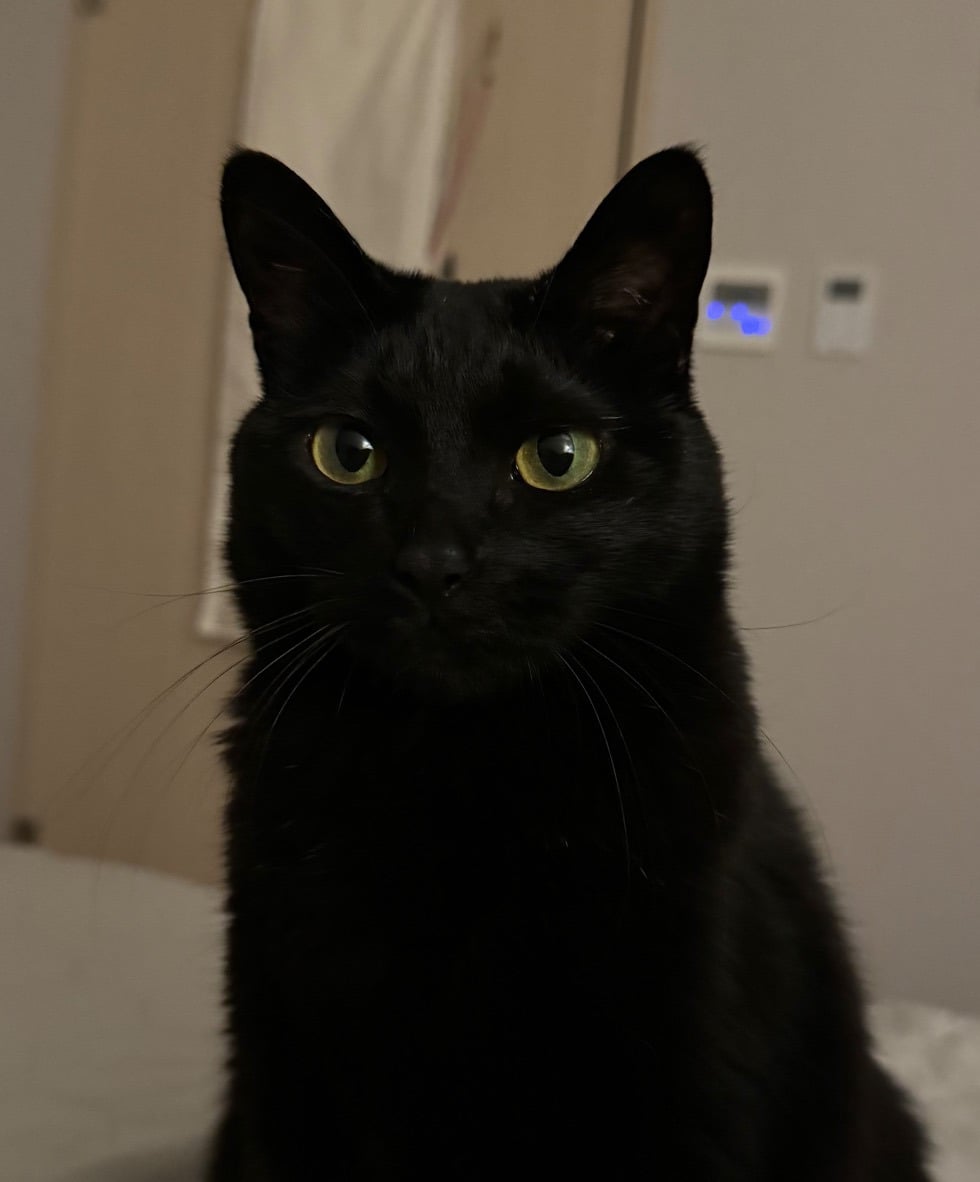 우리집 괭이 귀여운점(+사진추가)